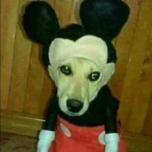 Meet your Posher, Jade